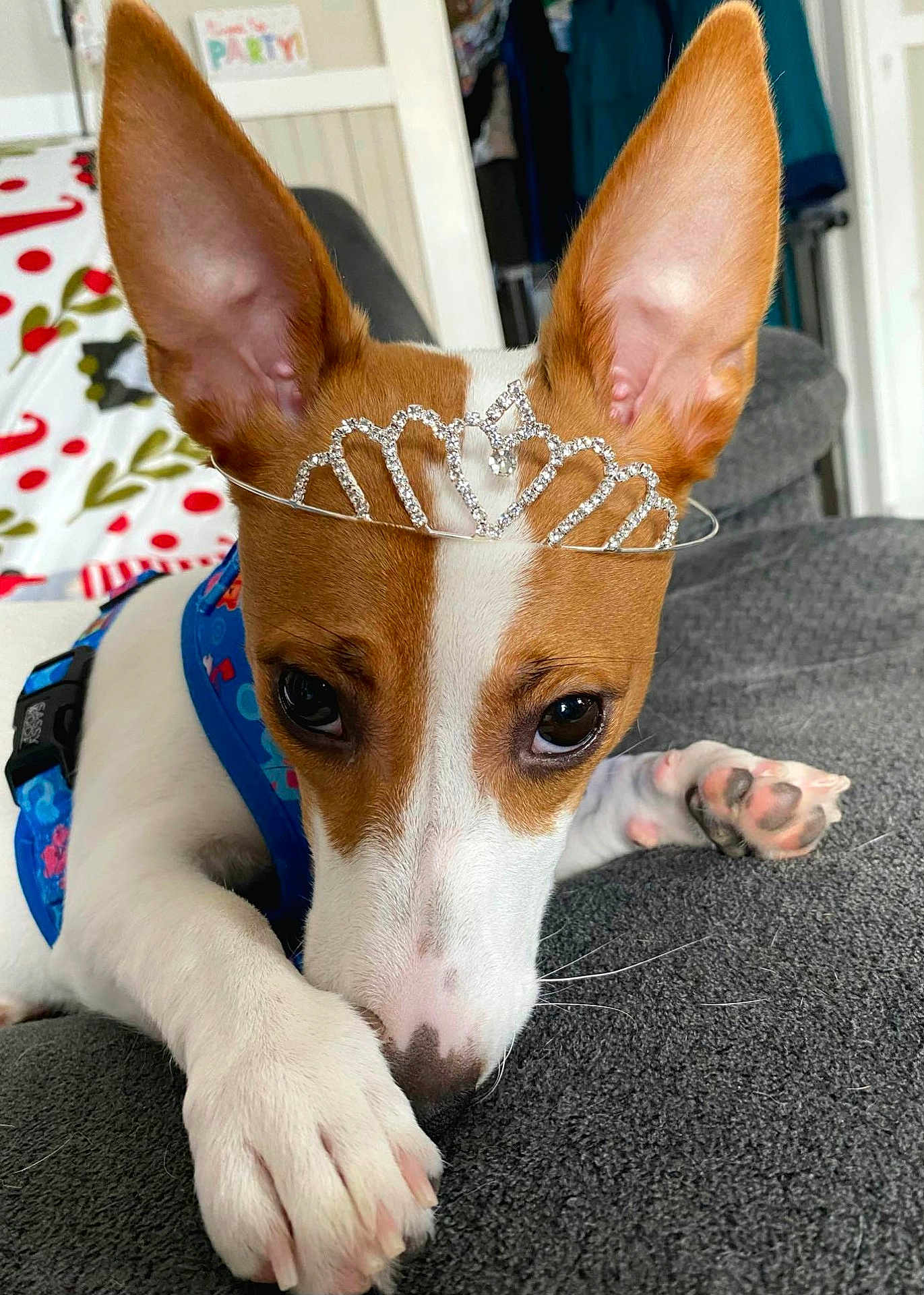 Zelda is registered to the contest to win money with this photo: dog, pet, tiara, ears, close_up, resting, paws, cute, indoor, sofa, decor, blue_harness, brown_and_white, animal, portrait, cozy, home, furniture, playful, adorable