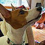 Zelda is registered to the contest to win money with this photo: dog, pet, indoor, collar, ear, white, brown, curious, window, natural_light, floor, furniture, human_arm, home, animal, looking_up, domestic, canine, companion, closeup