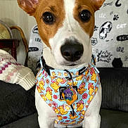 Zelda is registered to the contest to win money with this photo: animal, blanket, brown_and_white, canine, closeup, collar, comfort, couch, cute, dog, domestic_animal, ears, fur, harness, household, indoor, looking_at_camera, pet, sitting, tag