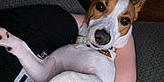 Zelda is registered to the contest to win money with this photo: dog, pet, indoor, person, arm, ears, collar, white_fur, brown_fur, closeup, relaxed, comfort, casual, looking_at_camera, human, couch, portrait, animal, companionship, cozy