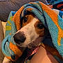 Zelda is registered to the contest to win money with this photo: animal, blanket, brown, closeup, comfort, companion, couch, cozy, cute, dog, domestic, face, fur, indoor, looking, pet, resting, snuggle, towel, white