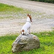 Zelda is registered to the contest to win money with this photo: dog, rock, grass, nature, outdoor, tree, animal, pet, side_view, collar, forest, road, canine, brown, white, quiet, peaceful, summer, field, scenic