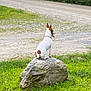 dog, rock, grass, nature, outdoor, tree, animal, pet, side_view, collar, forest, road, canine, brown, white, quiet, peaceful, summer, field, scenic
