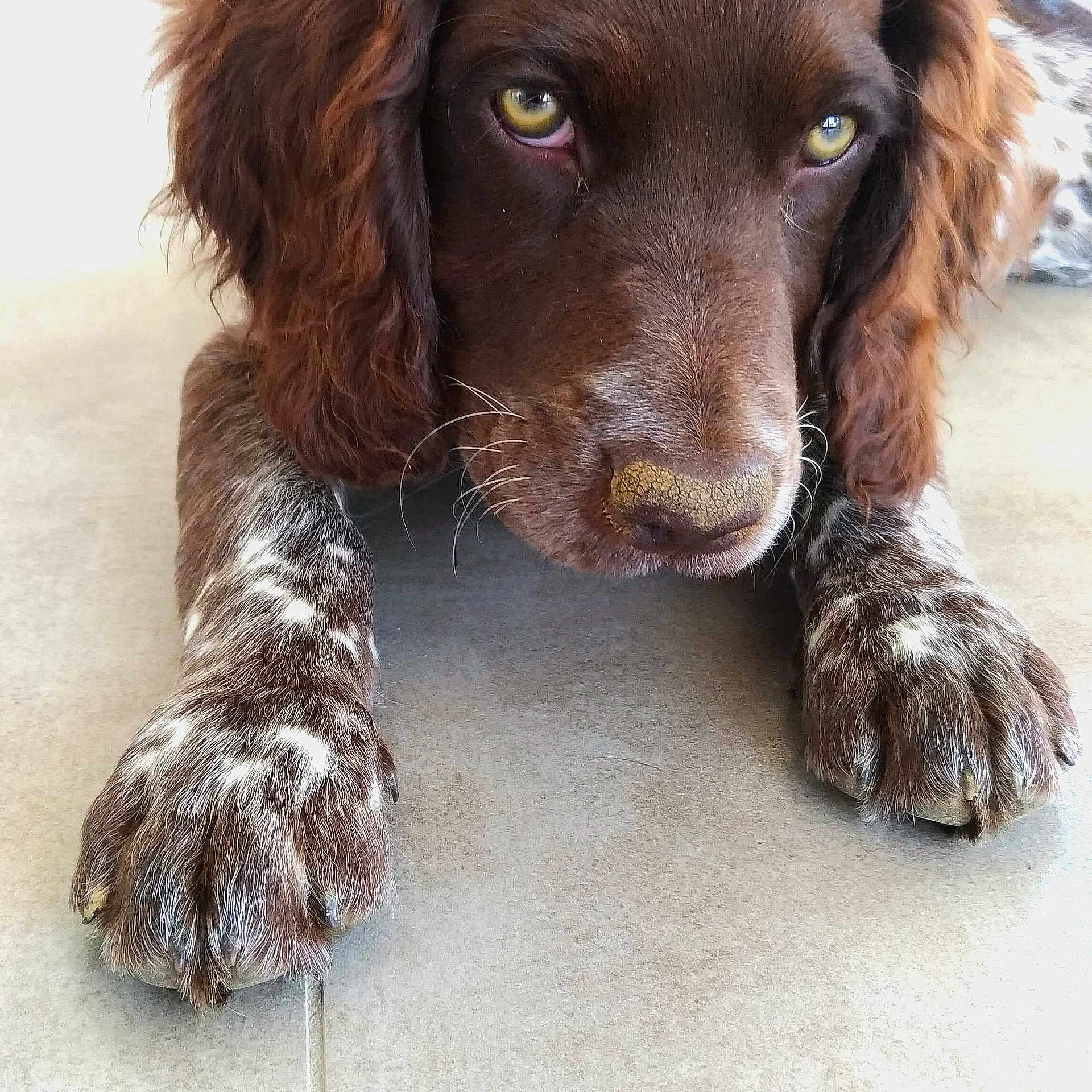 Lola