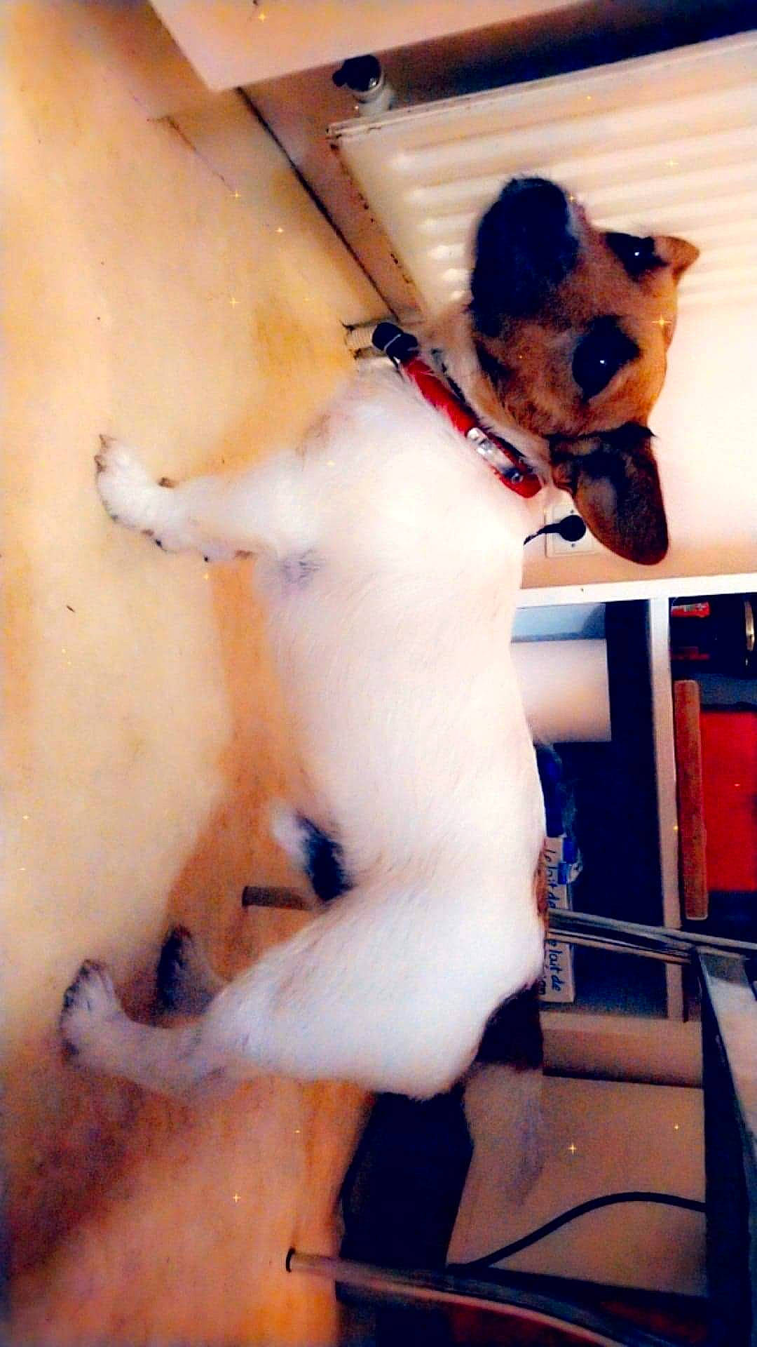 Bosse a rejoint le concours — aidez-le/la à gagner de superbes lots ! canidae, carnivore, dog, dog_breed, fawn, fox_terrier