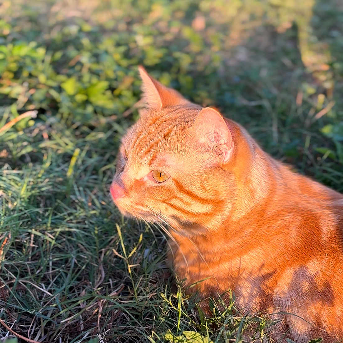 Simba is registered to the contest to win money with this photo: animal, cat, closeup, daylight, ears, eyes, feline, fur, ginger_cat, grass, greenery, mammal, nature, outdoor, peaceful, pet, relaxing, shadow, sunlight, whiskers