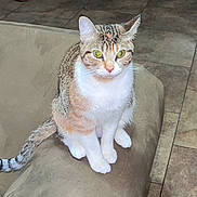 Mia joined the competition — help win amazing prizes! cat, feline, pet, tabby, calico, sitting, couch, sofa, indoor, tile_floor, paws, whiskers, ears, green_eyes, tail, fur, portrait, domestic_animal, looking_at_camera, curious