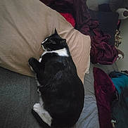 Atticus joined the competition — help win amazing prizes! animal, bed, black_and_white, blanket, cat, comfort, cozy, feline, fur, gray, home, indoor, pet, pillow, quiet, relaxation, resting, sleeping, soft, stuffed_animal