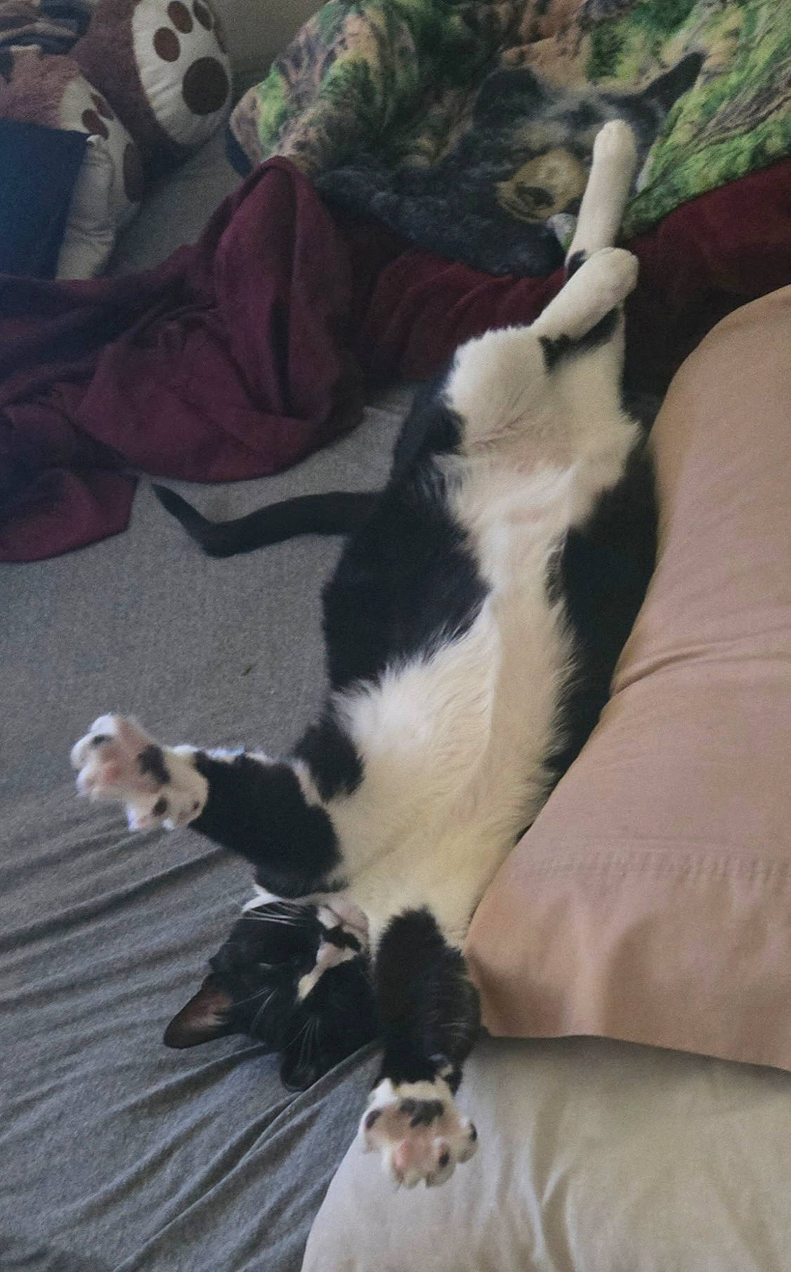 Atticus joined the competition — help win amazing prizes! animal, bed, black_and_white, blanket, cat, cozy, cute, domestic, feline, fur, indoor, lying_down, paws, pet, pillow, relaxed, resting, sleeping, stretching, whiskers