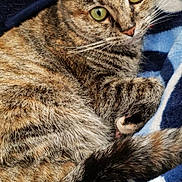 Queeny is registered to the contest to win money with this photo: animal, blanket, cat, closeup, cozy, cute, domestic, ears, eyes, feline, fur, indoor, pet, relaxed, resting, soft, striped, tabby, tail, whiskers