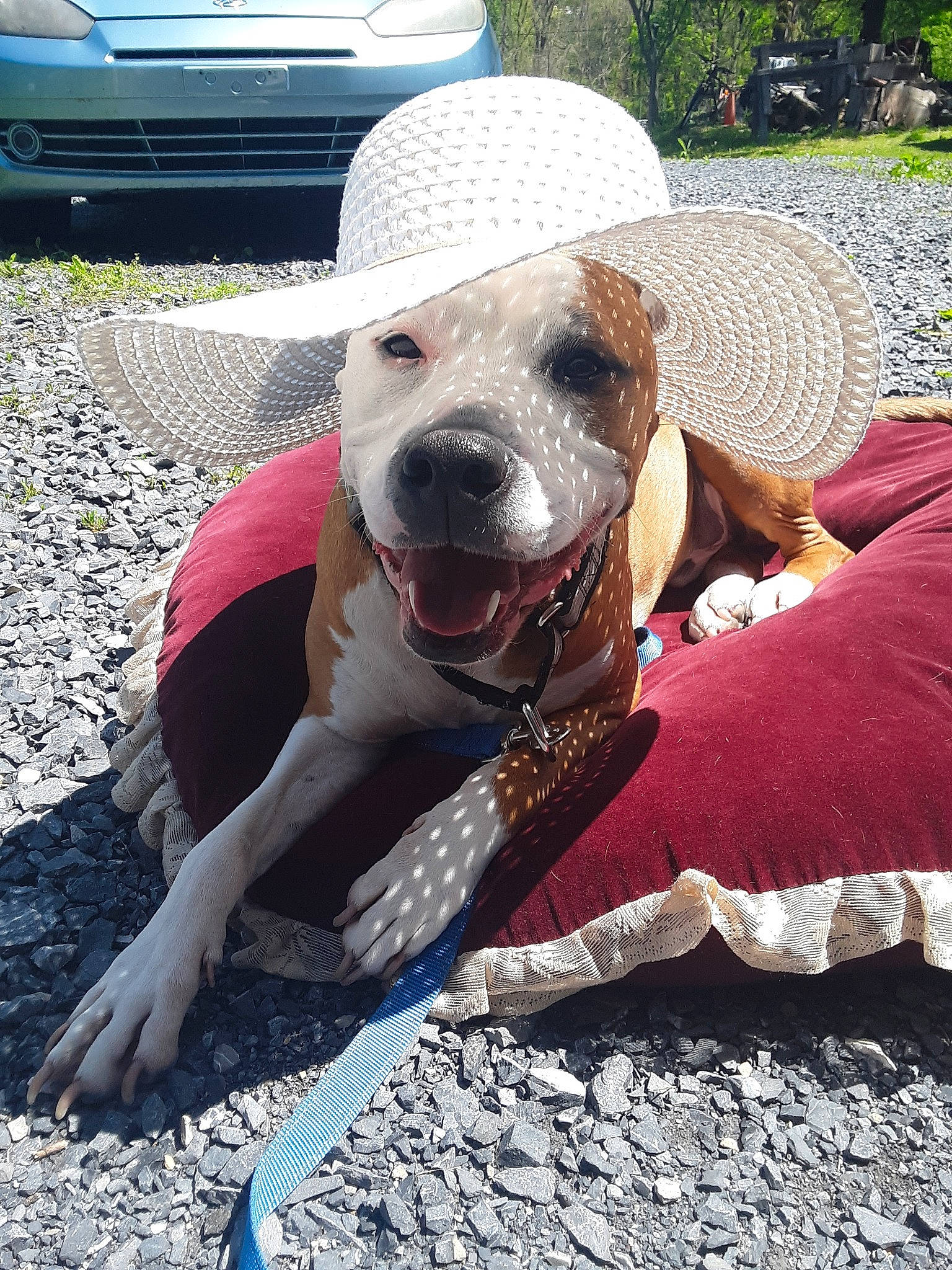 Witten joined the competition — help win amazing prizes! adventure, canidae, carnivore, dog, dog_breed, fawn, mammal, mountain_cur, non_sporting_group, pit_bull, snout, sporting_group