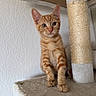 Ahri a rejoint le concours — aidez-le/la à gagner de superbes lots ! cat, kitten, orange_tabby, cat_tree, scratching_post, curious, pet, feline, indoor, animal, young, whiskers, ears, paws, fur, standing, looking, closeup, cute, domestic_cat