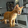 alert, appliances, background_blur, blue_eyes, cat, curious, domestic_animal, feline, fur, gray_surface, indoor, kitchen, kitten, orange_tabby, pet, side_profile, soft_light, texture, whiskers, young_cat
