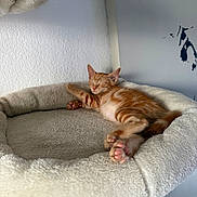 Ahri participe au concours pour gagner de l'argent avec cette photo : cat, kitten, sleeping, orange_tabby, cat_bed, plush, indoor, wall, resting, paw, feline, pet, cozy, nap, fur, cute, adorable, animal, relaxed, domestic