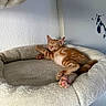 adorable, animal, cat, cat_bed, cozy, cute, domestic, feline, fur, indoor, kitten, nap, orange_tabby, paw, pet, plush, relaxed, resting, sleeping, wall