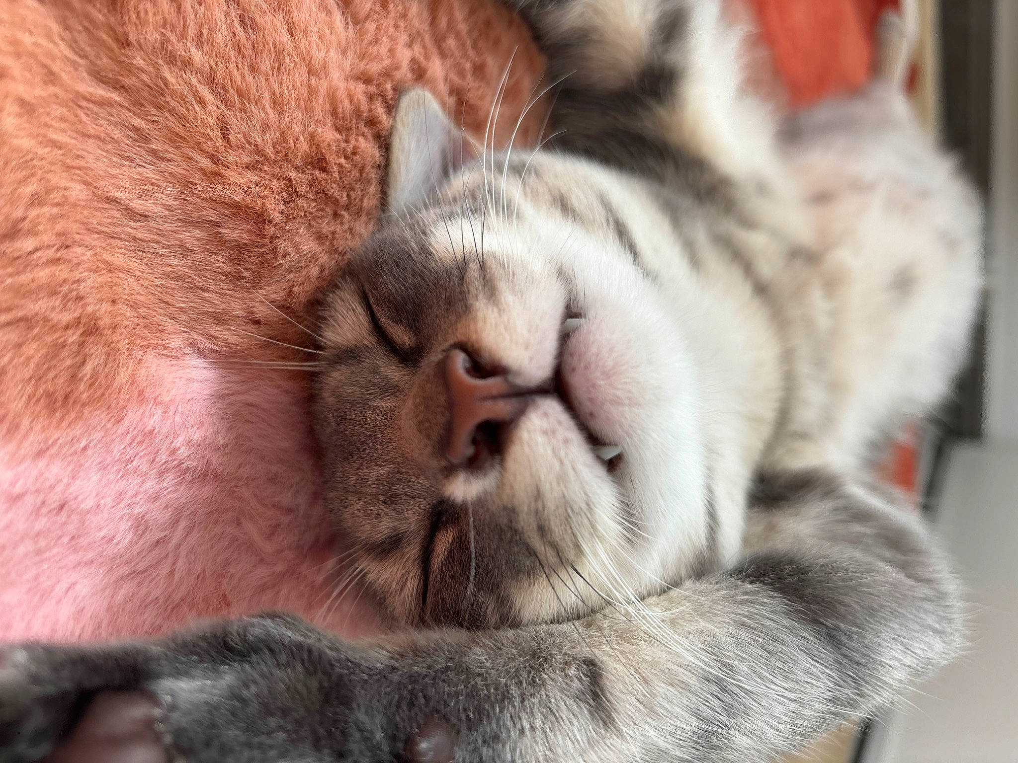 Rocket participe au concours pour gagner de l'argent avec cette photo : carnivore, cat, cat_supply, claw, comfort, domestic_short_haired_cat, fawn, felidae, fur, nap, paw, sleep, small_to_medium_sized_cats, snout, tail, terrestrial_animal, whiskers, wildlife, wrinkle