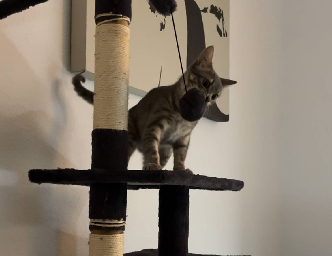 Rocket a rejoint le concours — aidez-le/la à gagner de superbes lots ! carnivore, cat, cat_supply, domestic_short_haired_cat, felidae, fur, grey, metal, monochrome, monochrome_photography, pet_supply, room, small_to_medium_sized_cats, still_life_photography, tail, terrestrial_animal, whiskers, wood