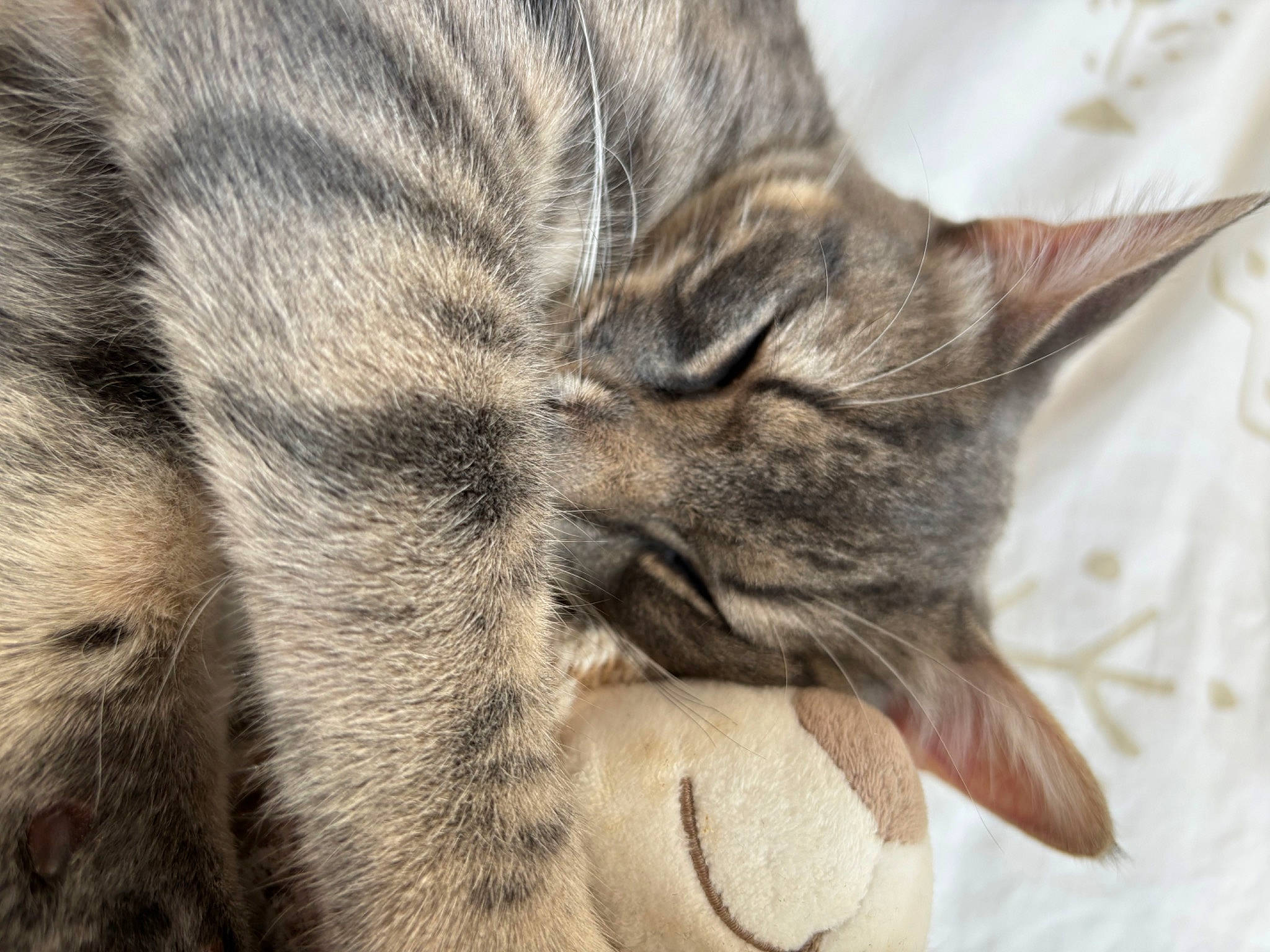 Rocket a rejoint le concours — aidez-le/la à gagner de superbes lots ! carnivore, cat, claw, close_up, comfort, domestic_short_haired_cat, ear, felidae, fur, gesture, grey, nap, paw, sleep, small_to_medium_sized_cats, snout, terrestrial_animal, whiskers, wildlife