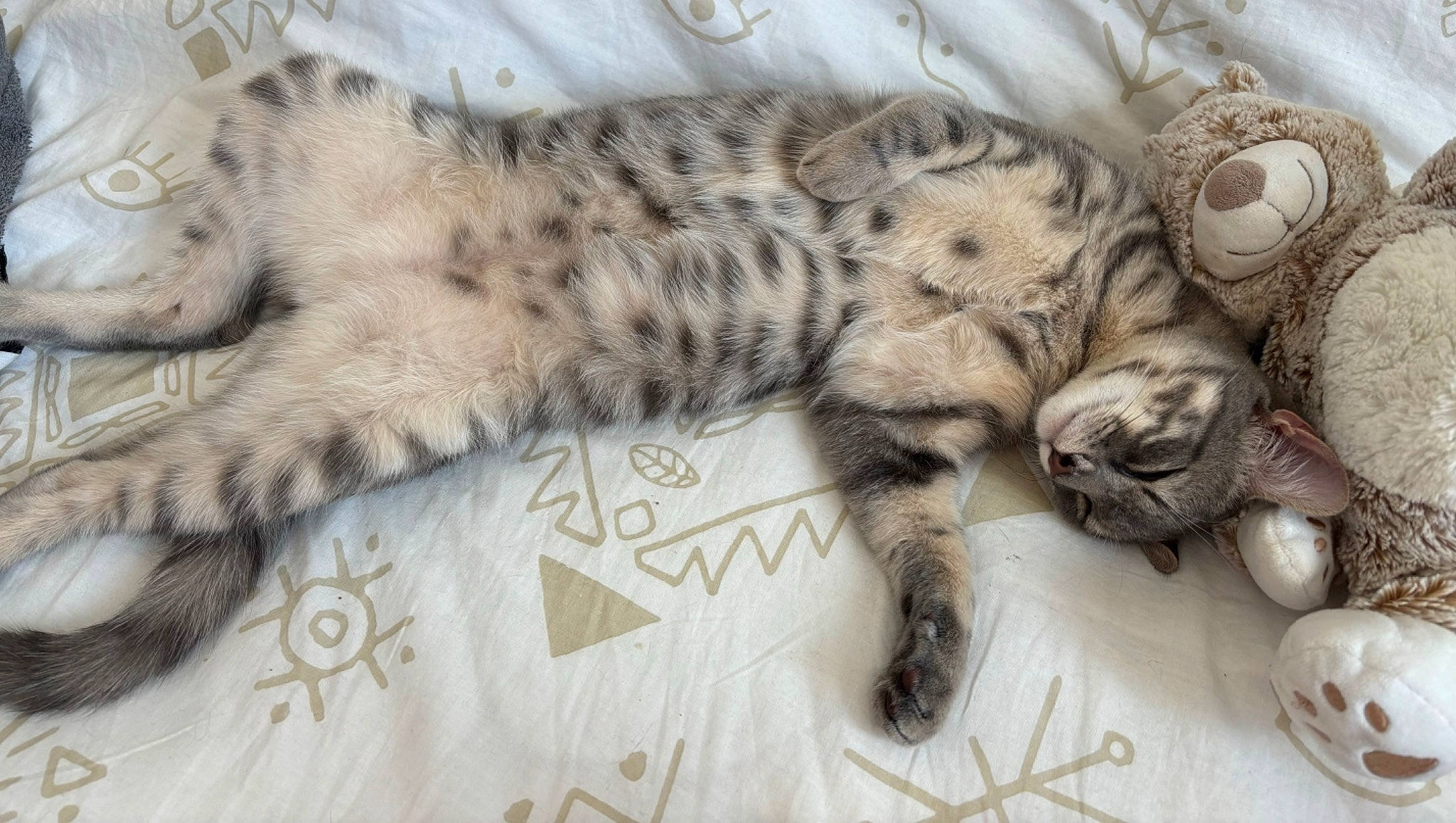 Rocket participe au concours pour gagner de l'argent avec cette photo : carnivore, cat, claw, comfort, domestic_short_haired_cat, felidae, foot, fur, nap, paw, sleep, small_to_medium_sized_cats, snout, tail, terrestrial_animal, whiskers, wildlife