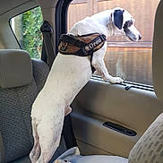 Oreo participe au concours pour gagner de l'argent avec cette photo : dog, car_interior, window, seat, leash, blanket, pet_harness, white_dog, black_spots, curious, looking_out, back_seat, car_door, seatbelt, fence, greenery, daytime, indoor, animal, travel