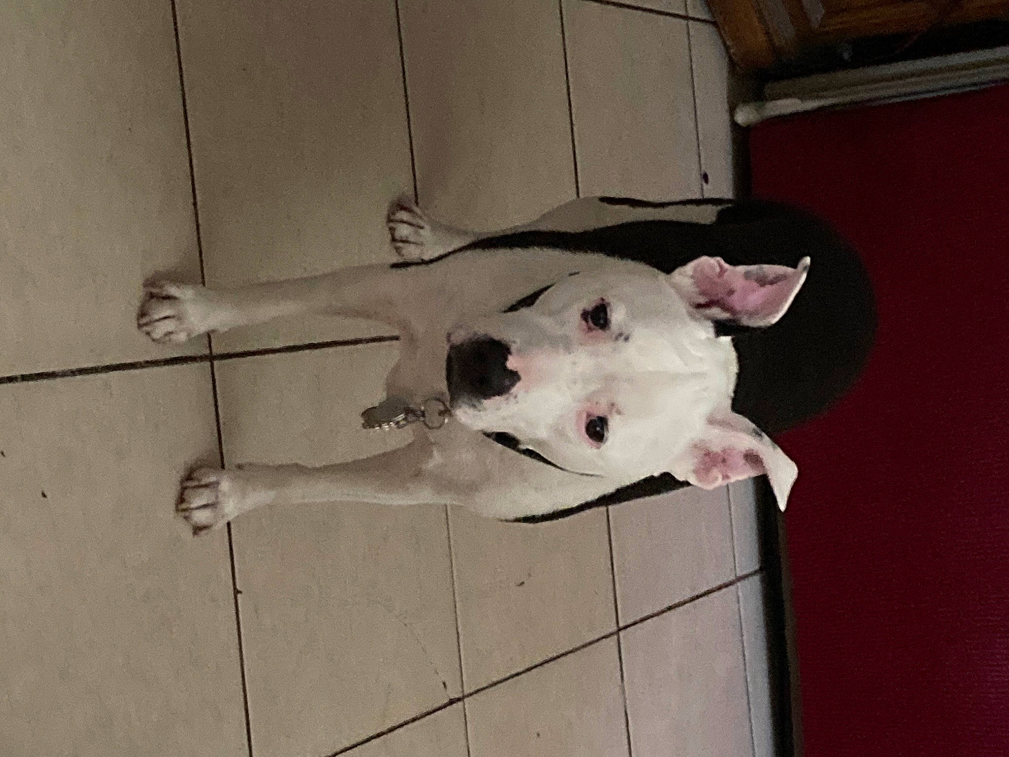 Harley joined the competition — help win amazing prizes! canidae, carnivore, companion_dog, dog, dog_breed, door, floor, flooring, guard_dog, mammal, non_sporting_group, snout, sporting_group, tail, toy, wood, working_animal