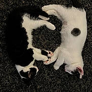 Maverick And Goose joined the competition — help win amazing prizes! cat, cats, black_and_white, fur, sleeping, resting, paw_touch, cute, pet, animal, indoor, carpet, texture, two_animals, close_up, domestic, feline, relaxing, nap, companion