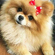 Cici is registered to the contest to win money with this photo: affenpinscher, animal, bodypart, canine, chihuahua, chow, cockerspaniel, dog, eskimodog, indoors, interiordesign, mouth, papillon, person, pet, puppy, snout, teeth
