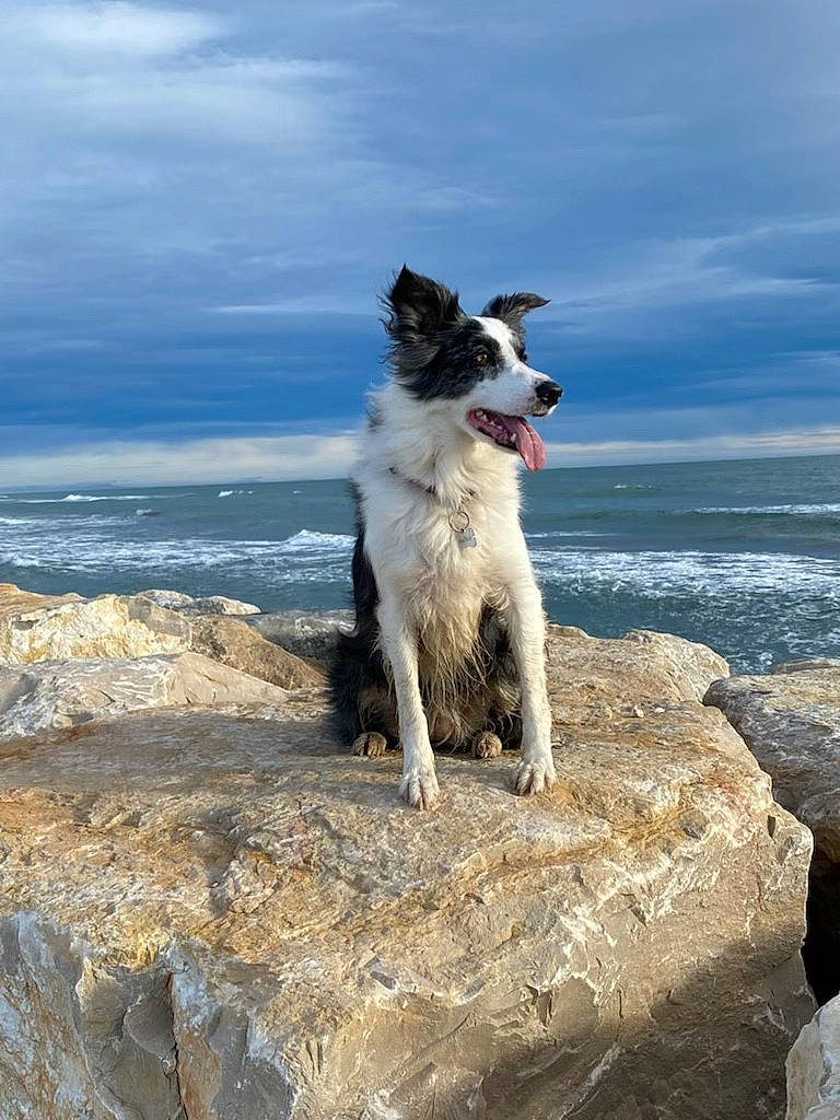 Maika participe au concours pour gagner de l'argent avec cette photo : beach, canidae, carnivore, cloud, coast, companion_dog, dog, dog_breed, headland, horizon, ocean, rock, sky, sporting_group, tide, water, wave, wind_wave, working_dog