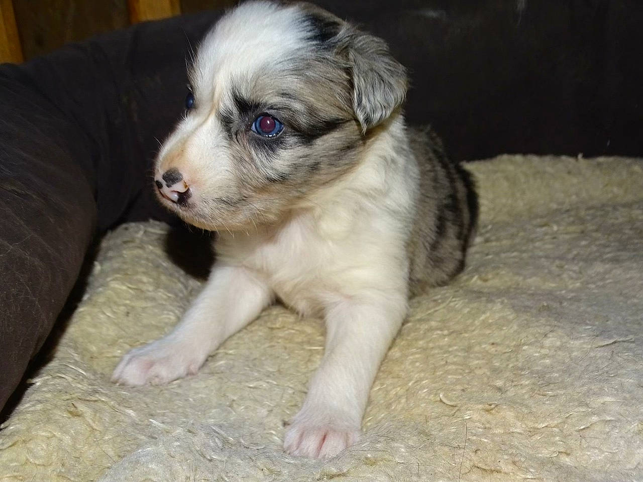 Maika participe au concours pour gagner de l'argent avec cette photo : bored, canidae, carnivore, companion_dog, dog, dog_breed, fawn, fur, non_sporting_group, puppy, snout, sporting_group, terrestrial_animal, toy_dog, whiskers, working_animal, wrinkle