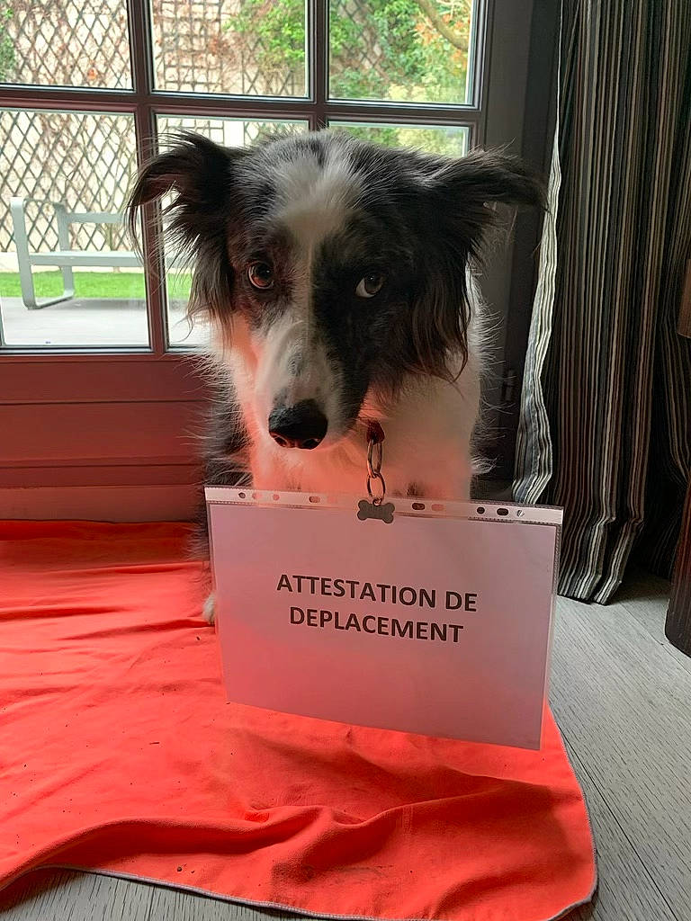 Maika a rejoint le concours — aidez-le/la à gagner de superbes lots ! border_collie, canidae, carmine, carnivore, companion_dog, curtain, dog, dog_breed, dog_supply, event, flooring, fur, pet_supply, snout, sporting_group, terrestrial_animal, whiskers, window, working_animal, working_dog