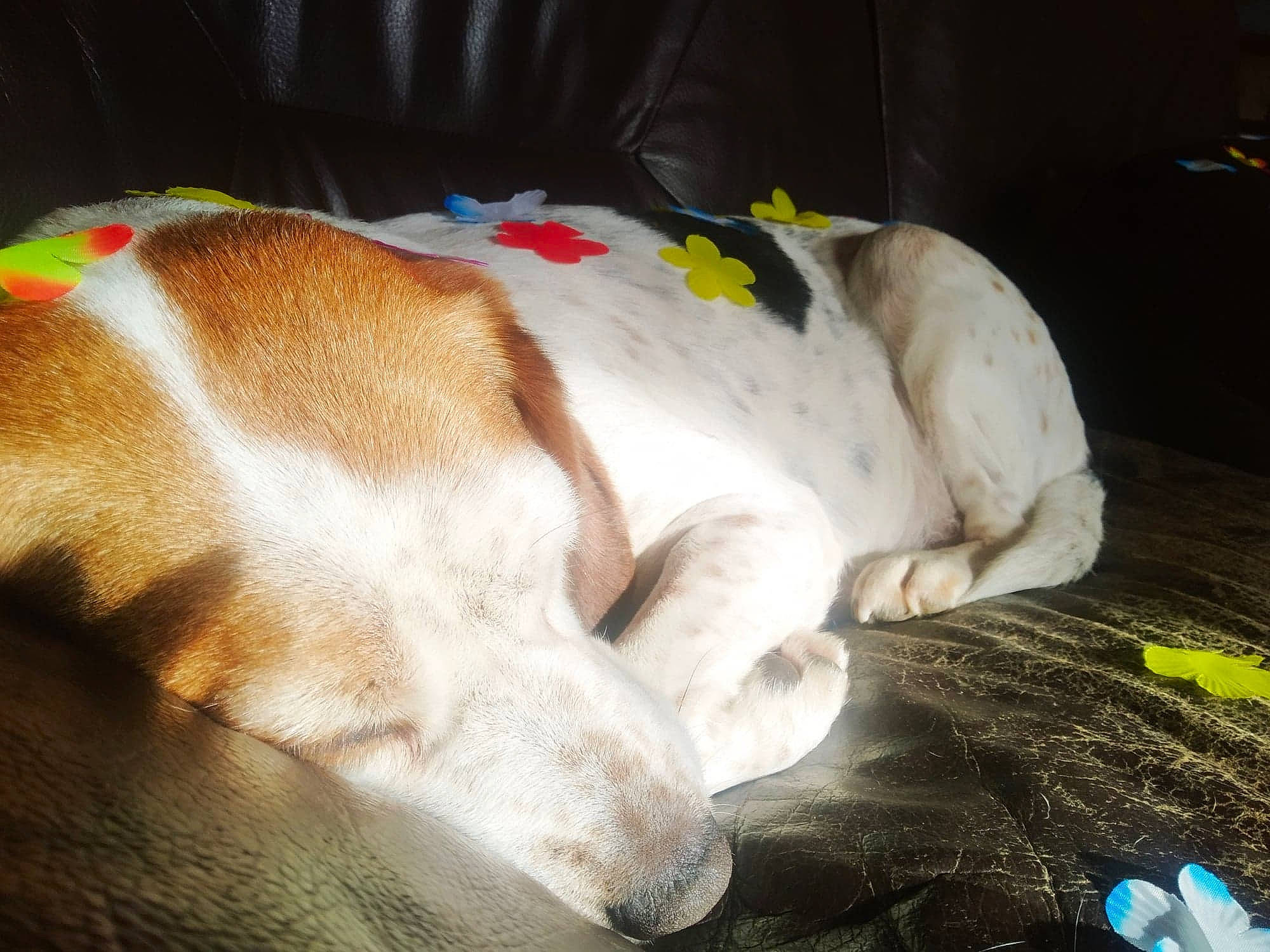 Belle participe au concours pour gagner de l'argent avec cette photo : canidae, carnivore, comfort, companion_dog, dog, dog_breed, dog_supply, fur, nap, non_sporting_group, paw, pet_supply, puppy, sleep, sporting_group, tail, terrestrial_animal, whiskers, working_animal