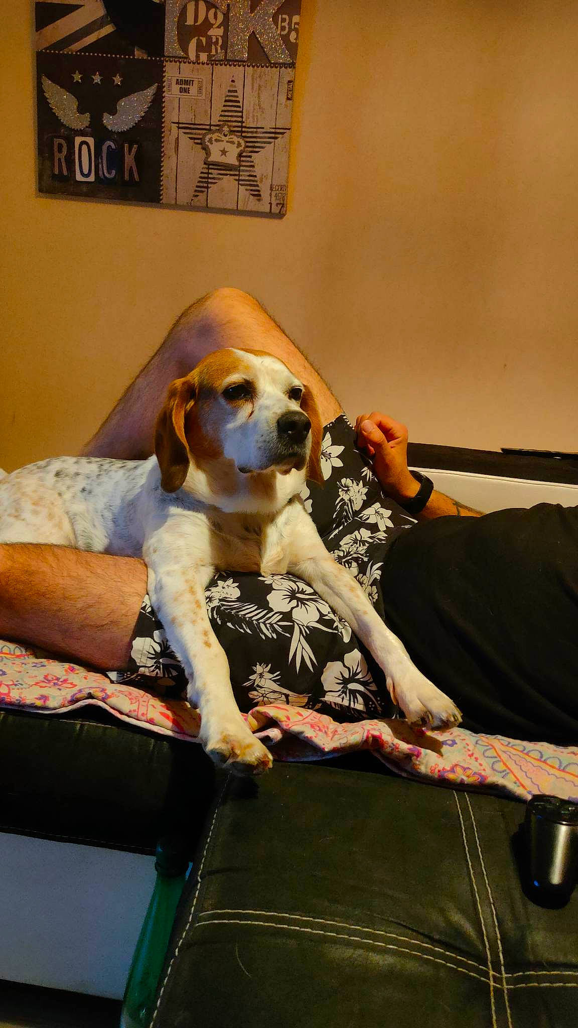 Belle participe au concours pour gagner de l'argent avec cette photo : carnivore, comfort, companion_dog, couch, dog, dog_breed, fashion_design, fawn, flooring, fun, fur, hound, leisure, luggage_and_bags, picture_frame, room, scent_hound, sitting, sporting_group, toy_dog