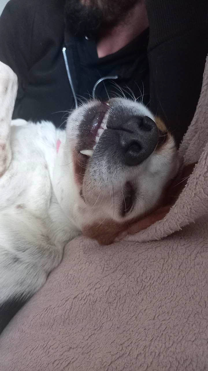 Belle participe au concours pour gagner de l'argent avec cette photo : canidae, carnivore, comfort, companion_dog, dog, dog_breed, ear, fawn, fur, grey, nap, non_sporting_group, paw, snout, sporting_group, terrestrial_animal, whiskers, working_animal