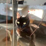 Pepette participe au concours pour gagner de l'argent avec cette photo : black_cat, cat, feline, pet, green_eyes, whiskers, paw, ear, chair, wooden_chair, string, sunlight, shadow, indoor, closeup, portrait, shallow_depth_of_field, bokeh, relaxed, curious