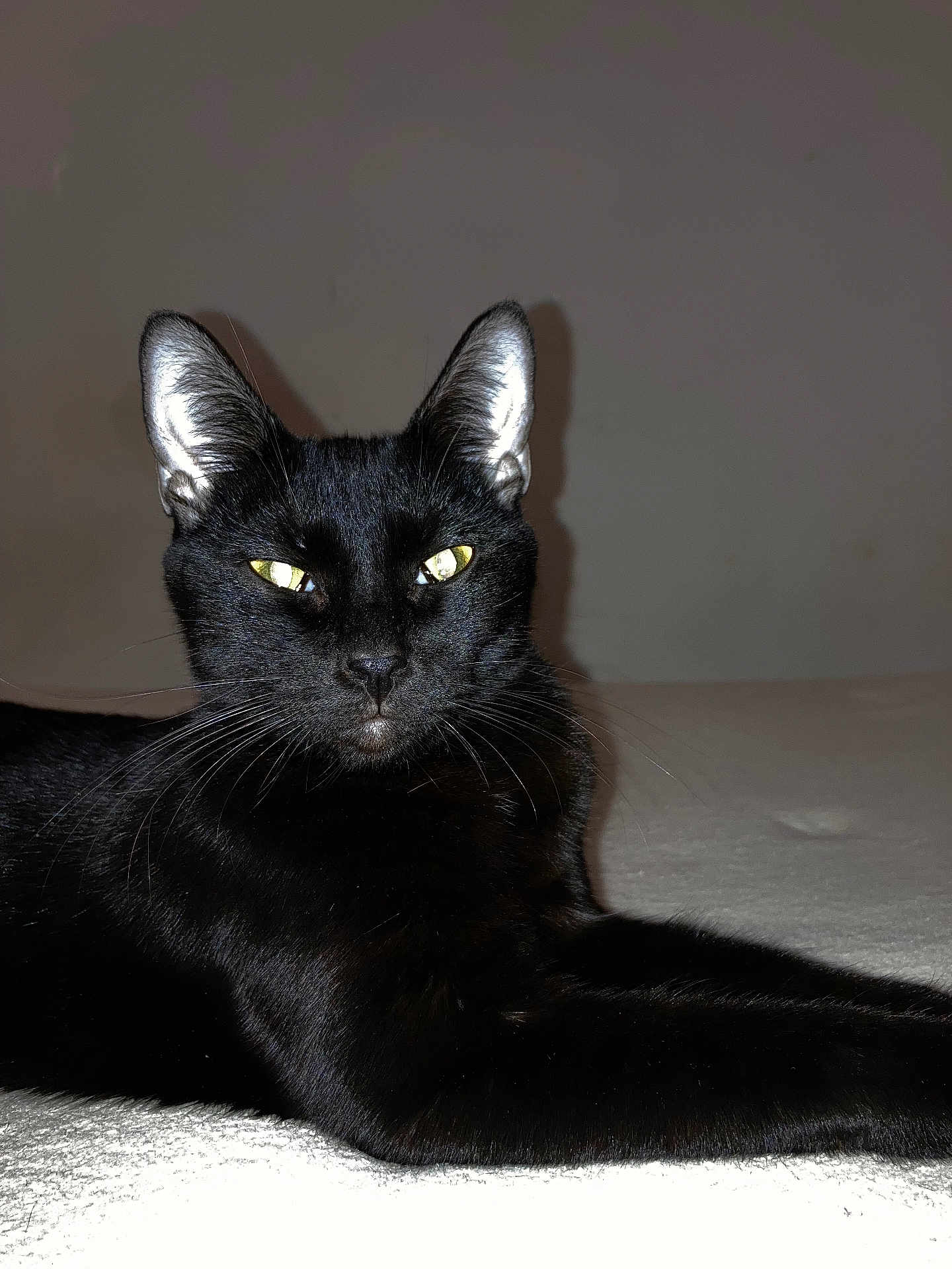 Pepette a rejoint le concours — aidez-le/la à gagner de superbes lots ! cat, black_cat, pet, feline, animal, portrait, close_up, yellow_eyes, whiskers, ears, fur, indoors, bed, blanket, lying_down, staring, flash_photo, shadow, minimal_background, domestic_cat