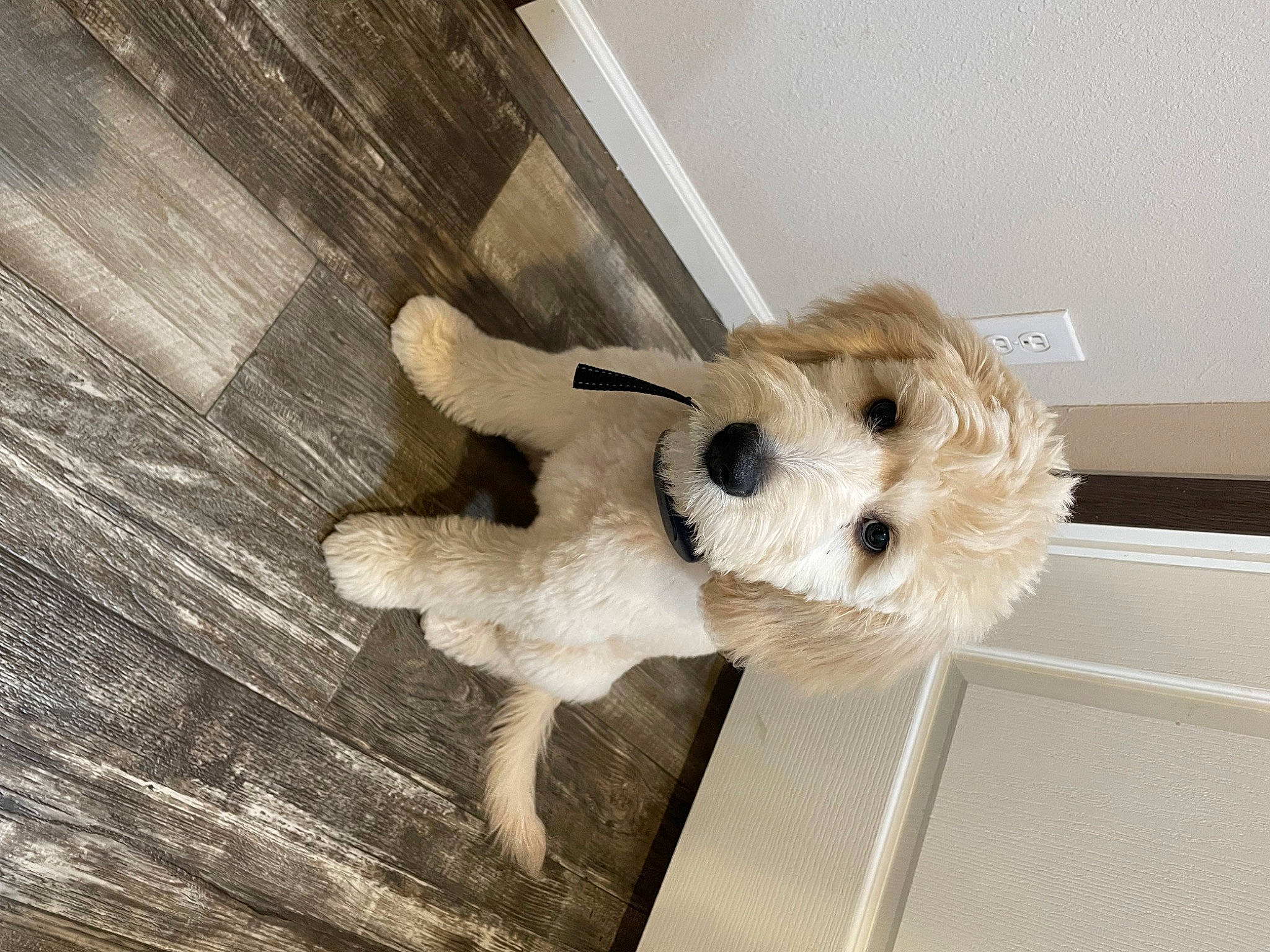 Levi is registered to the contest to win money with this photo: carnivore, companion_dog, dog, dog_breed, dog_clothes, dog_supply, fawn, flooring, fur, hardwood, paw, plank, snout, stuffed_toy, tail, terrier, toy, toy_dog, wood, working_animal