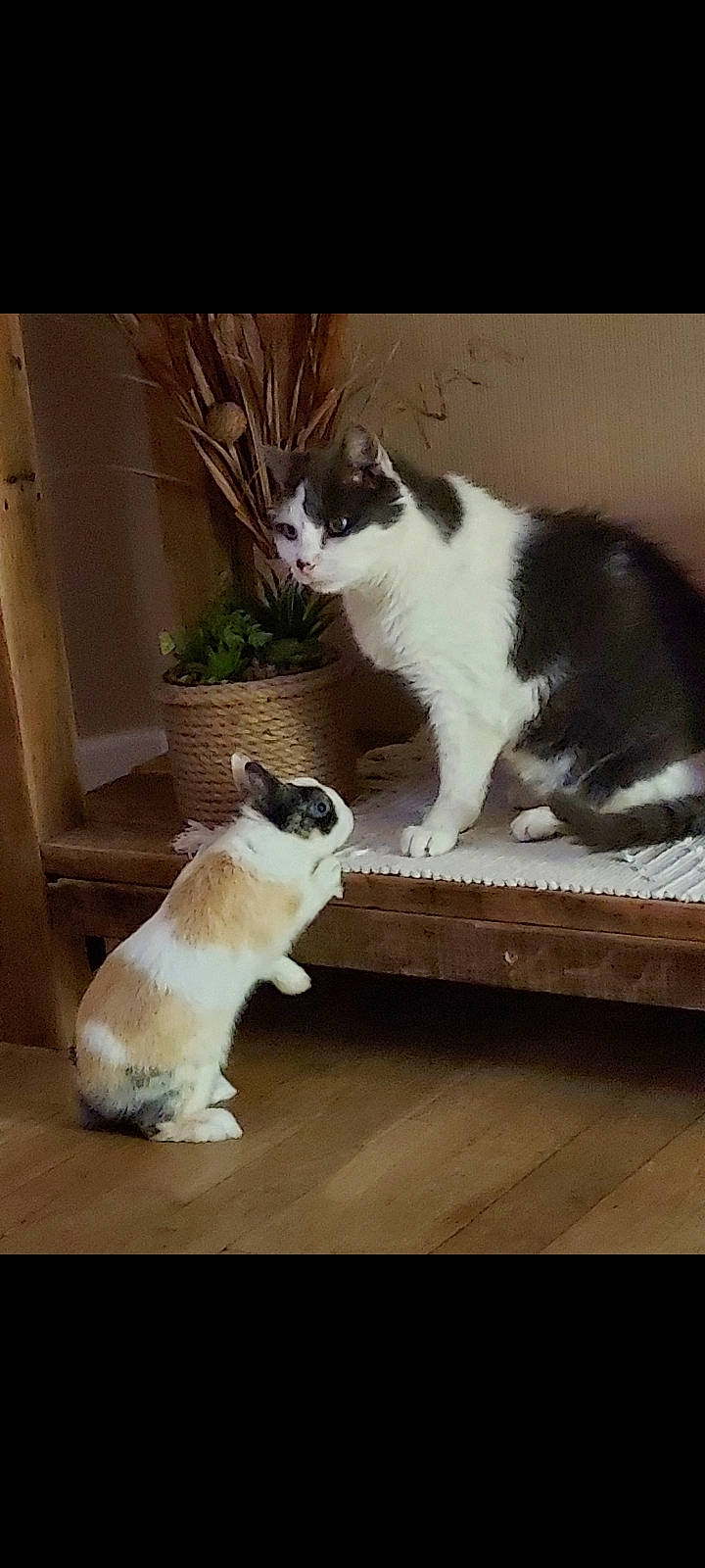 Pepone participe au concours pour gagner de l'argent avec cette photo : carnivore, cat, comfort, companion_dog, domestic_short_haired_cat, felidae, flooring, fur, hardwood, paw, photo_caption, plant, rectangle, sitting, small_to_medium_sized_cats, snout, tail, whiskers, window, wood