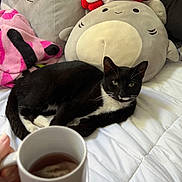 Quill is registered to the contest to win money with this photo: bed, black_and_white, cat, comfort, cozy, cute, cute_face, domestic_animal, hand, indoor, mug, pet, plush_toys, relaxation, resting, sleepy, soft_toys, tea, tuxedo_cat, white_bedspread