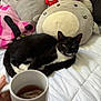 bed, black_and_white, cat, comfort, cozy, cute, cute_face, domestic_animal, hand, indoor, mug, pet, plush_toys, relaxation, resting, sleepy, soft_toys, tea, tuxedo_cat, white_bedspread
