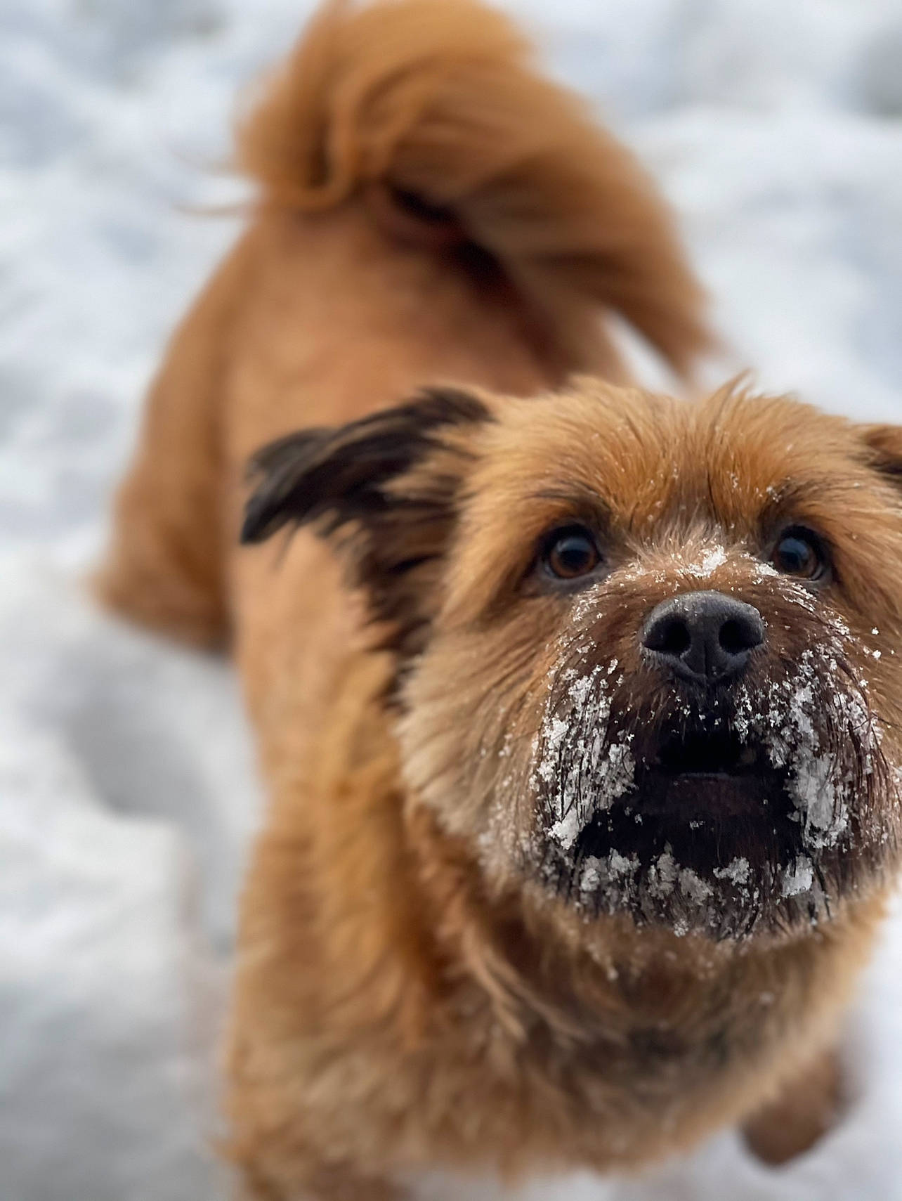 Violet is registered to the contest to win money with this photo: ancient_dog_breeds, canidae, carnivore, companion_dog, dog, dog_breed, fawn, firefighter, fur, liver, puppy, snout, snow, sporting_group, terrestrial_animal, toy_dog, whiskers, wildlife, winter, working_animal