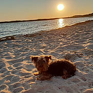 Pêche a rejoint le concours — aidez-le/la à gagner de superbes lots ! beach, body_of_water, carnivoran, coast, dog, dog_like_mammal, evening, horizon, ocean, sand, sea, shore, sky, snout, sunlight, sunset, vacation, wave