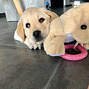 Tommy participe au concours pour gagner de l'argent avec cette photo : puppy, dog, golden_retriever, toy, plush, floor, indoor, pet, cute, lying_down, animal, young_dog, playful, adorable, looking_up, soft_toy, pink_ring, home, domestic, companion