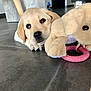puppy, dog, golden_retriever, toy, plush, floor, indoor, pet, cute, lying_down, animal, young_dog, playful, adorable, looking_up, soft_toy, pink_ring, home, domestic, companion