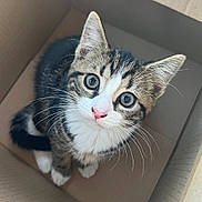 Evie joined the competition — help win amazing prizes! kitten, cat, box, curious, whiskers, pink_nose, tabby, white_paws, indoor, close_up, pet, feline, young_animal, cute, animal, looking_up, small, domestic_cat, playful, fur