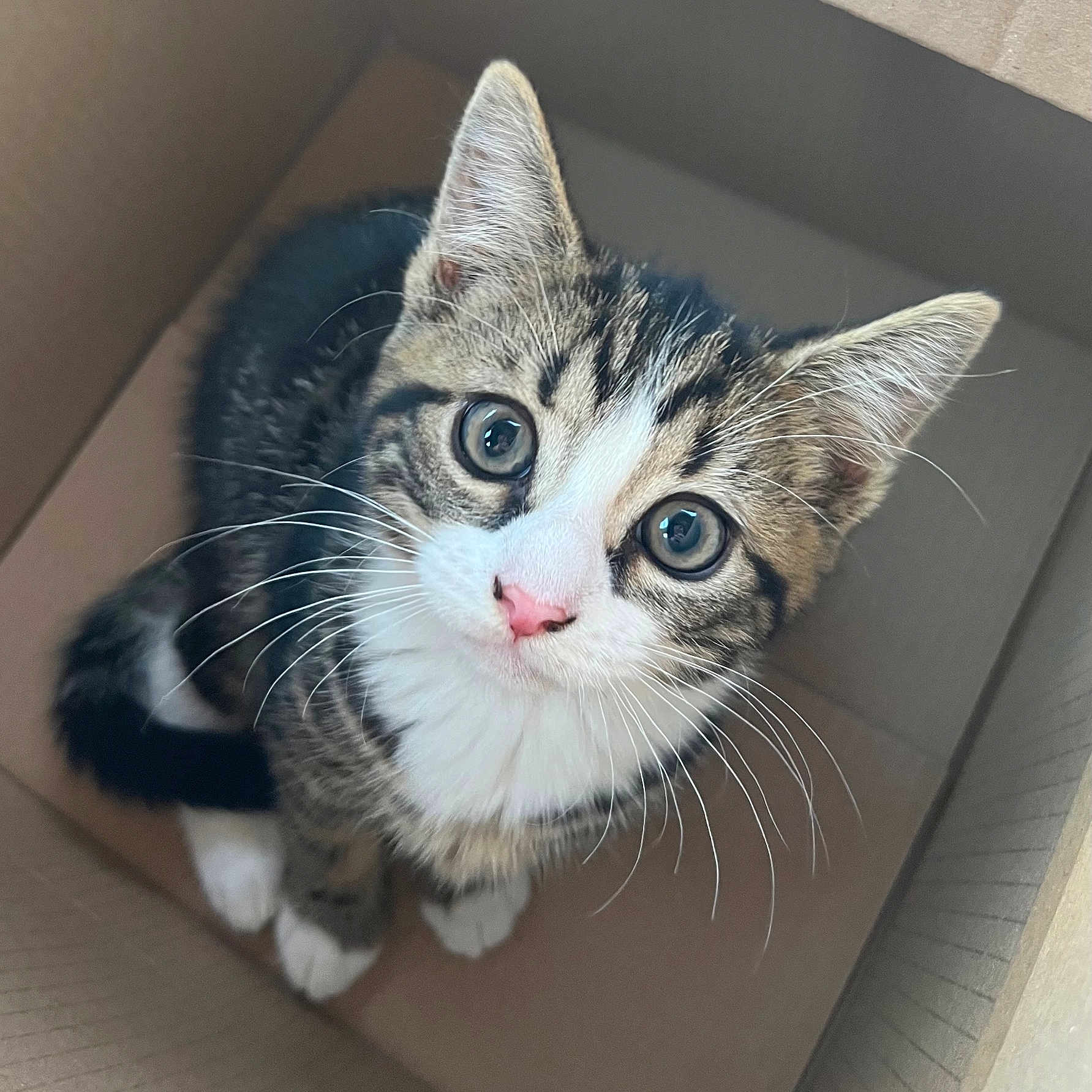 Evie joined the competition — help win amazing prizes! animal, box, cat, close_up, curious, cute, domestic_cat, feline, fur, indoor, kitten, looking_up, pet, pink_nose, playful, small, tabby, whiskers, white_paws, young_animal