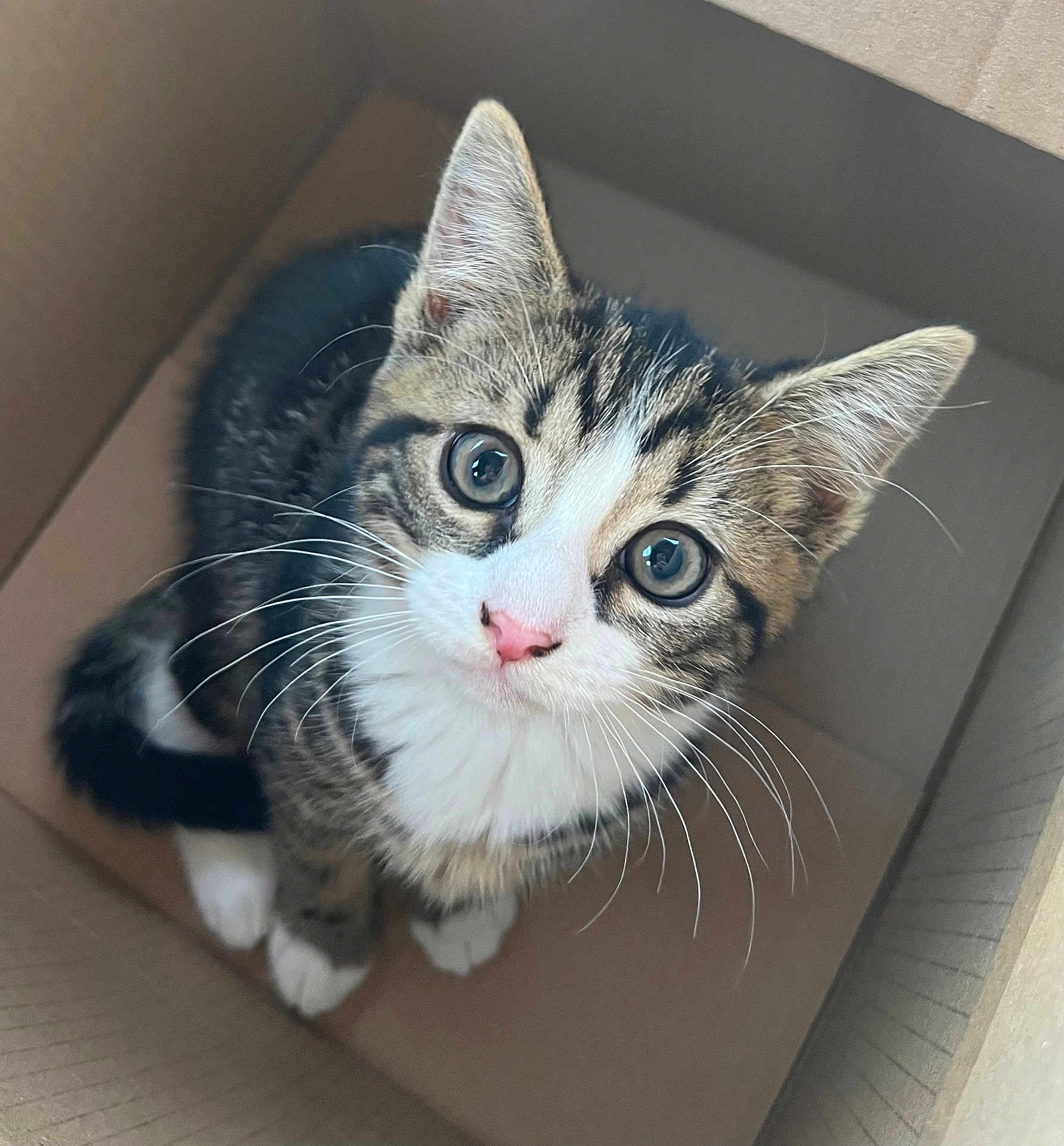 Evie joined the competition — help win amazing prizes! kitten, cat, box, curious, whiskers, pink_nose, tabby, white_paws, indoor, close_up, pet, feline, young_animal, cute, animal, looking_up, small, domestic_cat, playful, fur