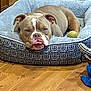 dog, pet, bed, tennis_ball, wooden_floor, indoor, resting, brown, white_markings, canine, sleepy, cozy, animal, domestic, fur, cute, relaxed, household, portrait, lazy