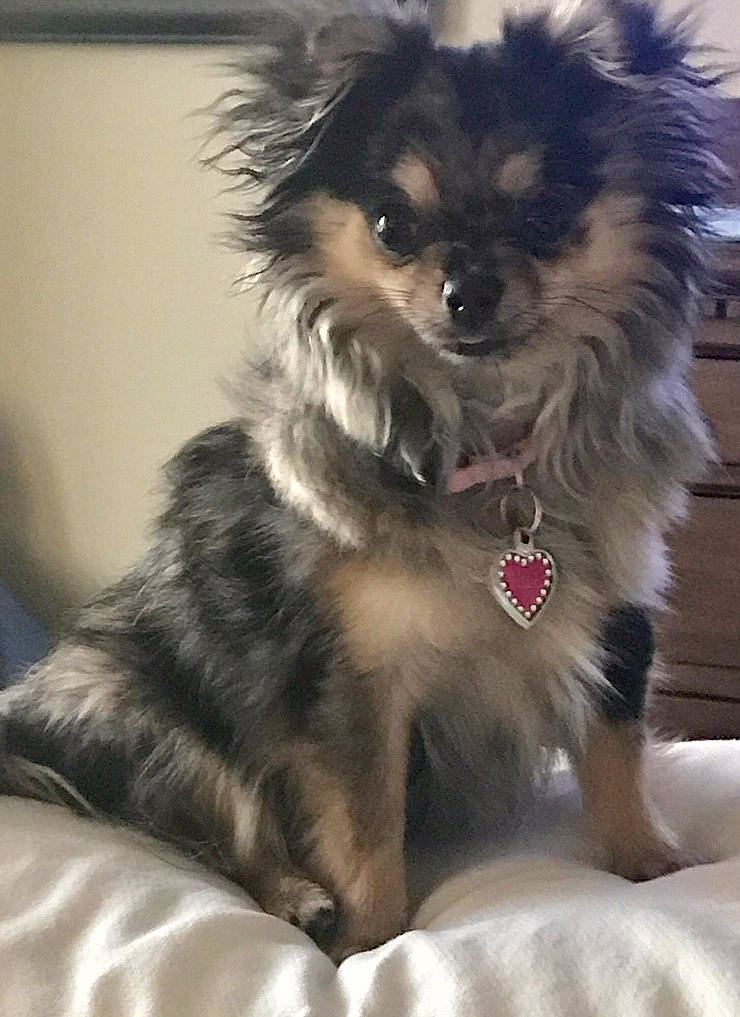 Millie Mae is registered to the contest to win money with this photo: canidae, carnivore, companion_dog, dog, dog_breed, fawn, german_spitz, german_spitz_klein, german_spitz_mittel, keeshond, mammal, pomeranian, puppy, rare_breed_dog, snout, spitz, sporting_group, toy_dog, vertebrate, yorkipoo