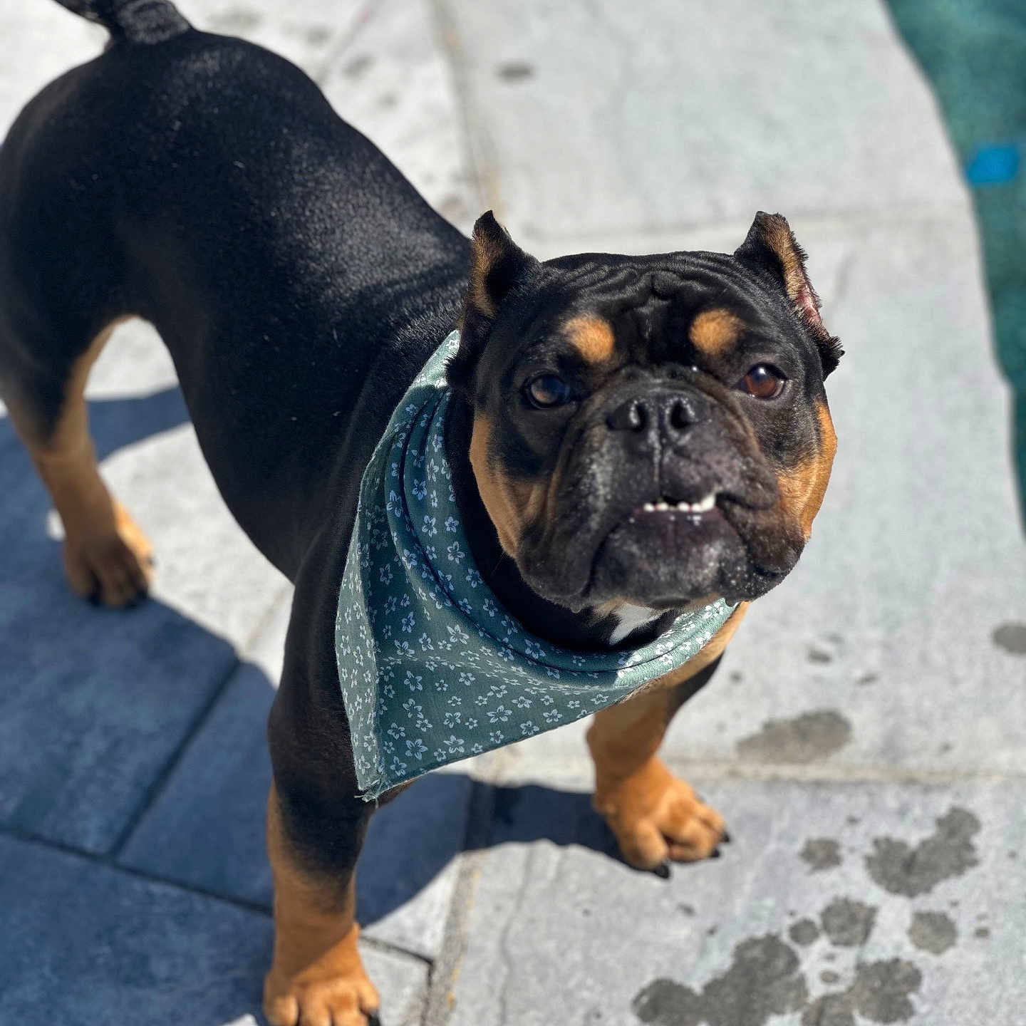 Beastie joined the competition — help win amazing prizes! accessories, animal, bostonbull, boxer, bulldog, canine, dog, face, flagstone, frenchbulldog, head, hound, person, pet, photography, pitbull, portrait, pug, puppy, slate