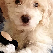 Cooper is registered to the contest to win money with this photo: puppy, dog, white_fur, fluffy, pet, cute, toy, plush_toy, indoor, closeup, face, black_nose, couch, jeans, fur, animal, adorable, young_dog, pet_toy, resting